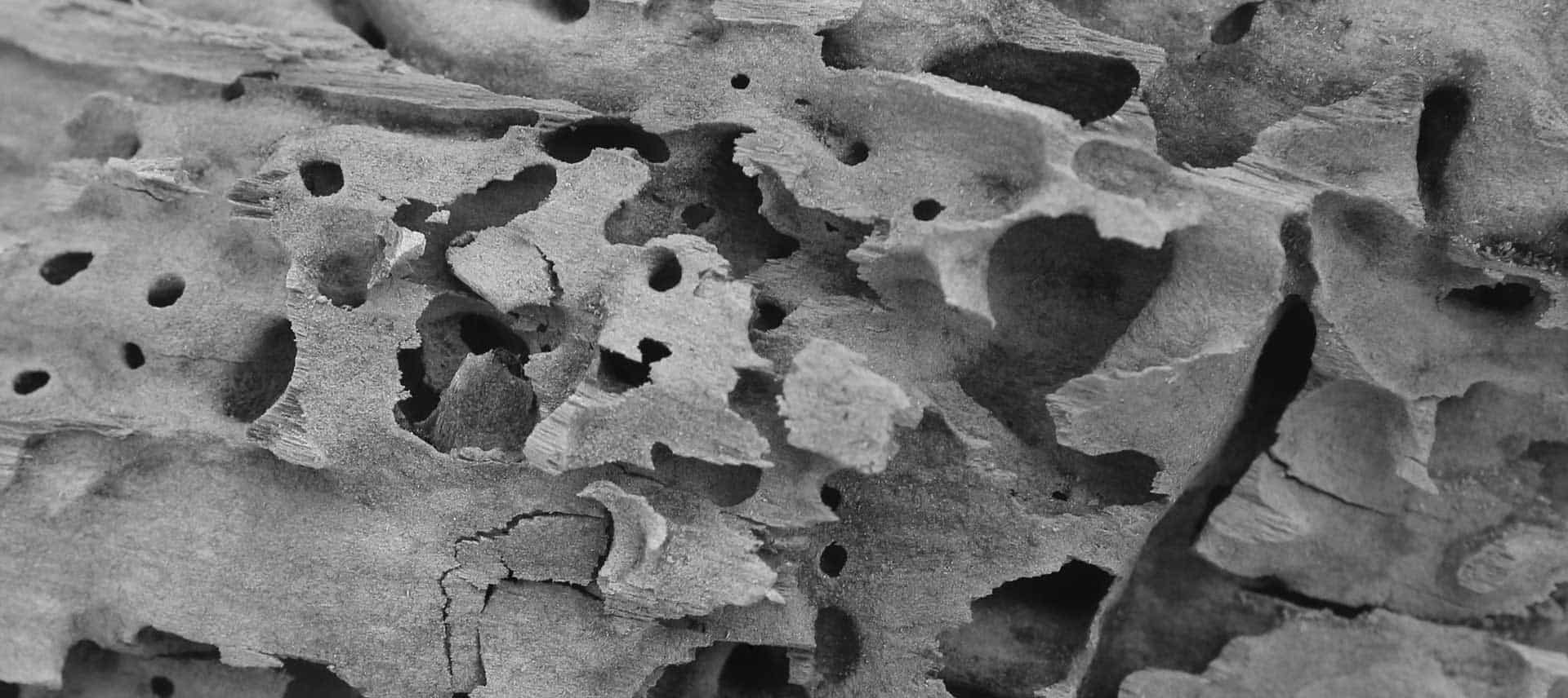 Bois ronge par les fourmis charpentiere.