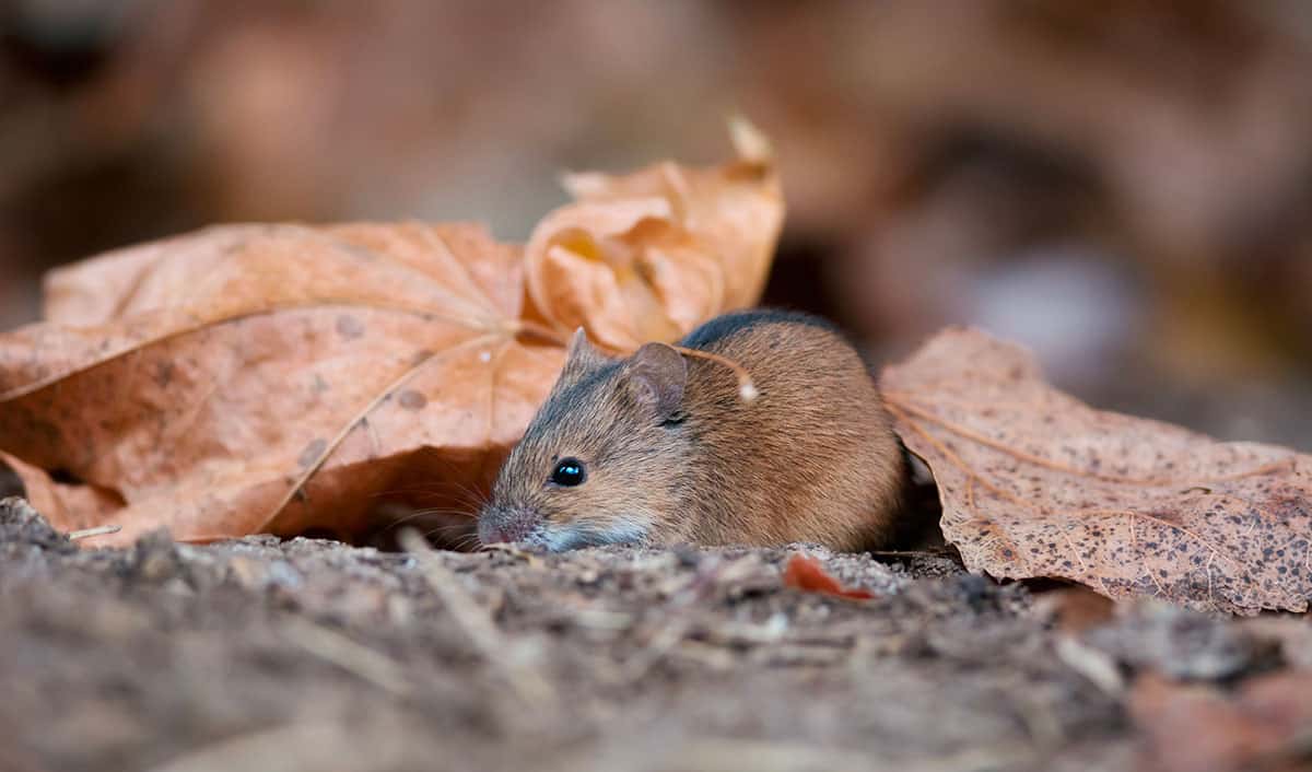Une souris dans les feuilles mortes en automne.