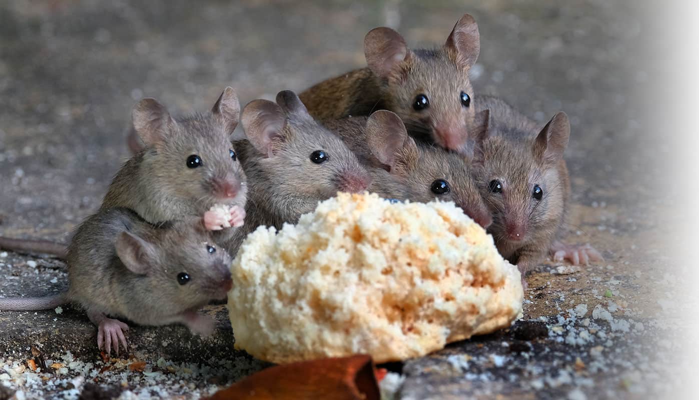 Famille de souris en train de se nourrir.