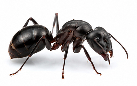 Fourmis charepentiere sur fond blanc.