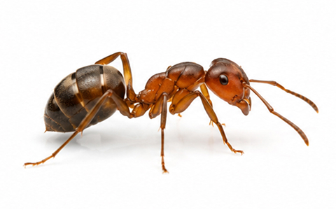 Fourmis de pave ou sable.