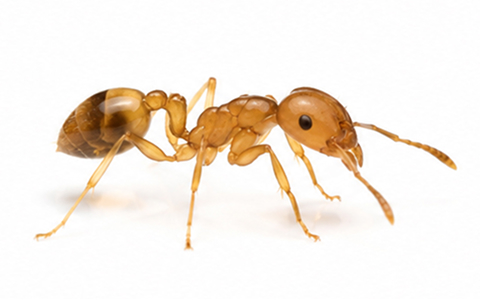Fourmis pharaons.