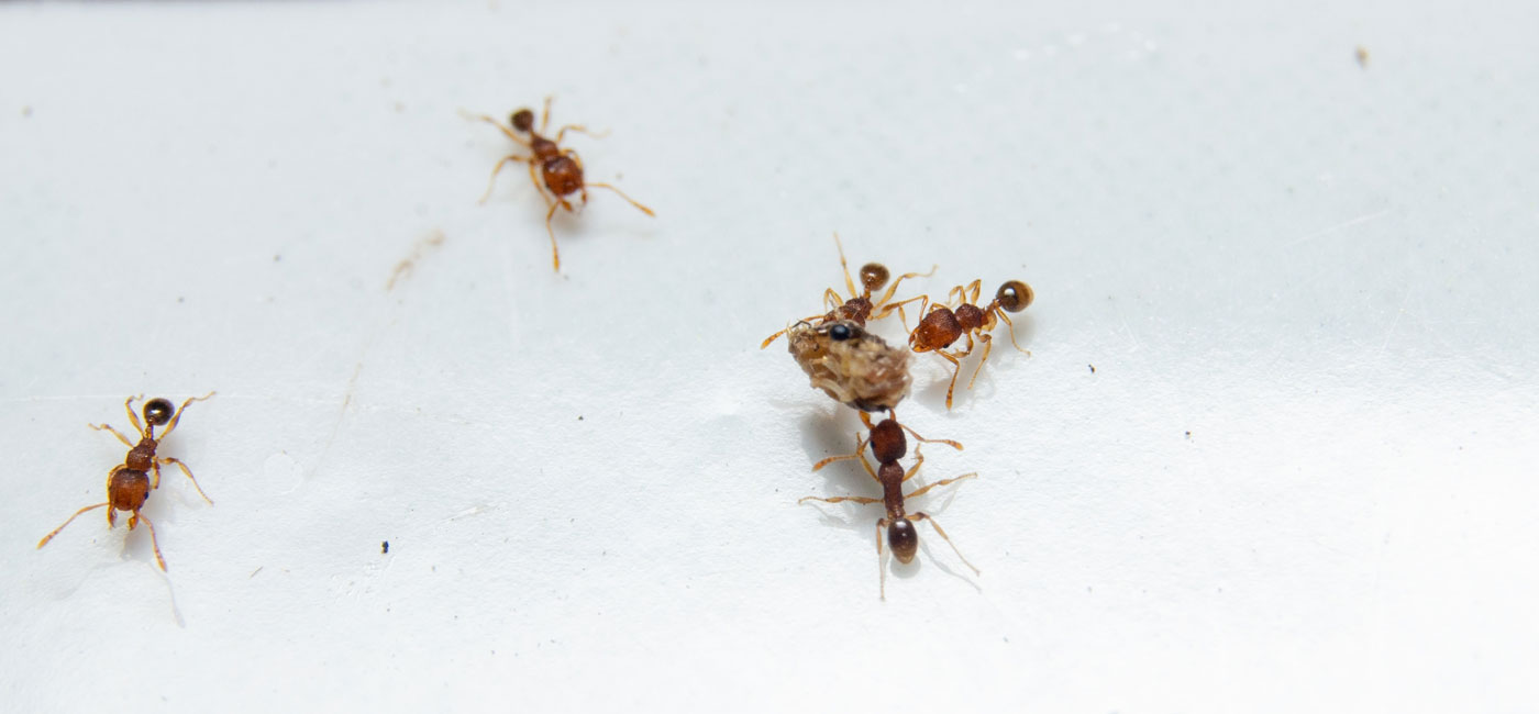 Fourmis transportant un bout de nourriture.